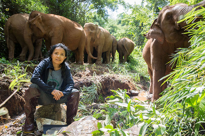 วิกฤตช้างไทย เหตุนักท่องเที่ยวหาย